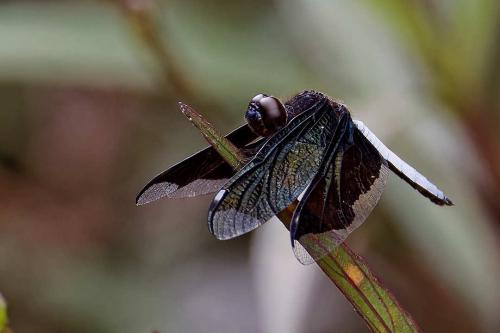 Palpopleura lucia